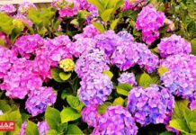 ดอกอาจิไซ (Ajisai) ดอกไม้ชนิดนี้มีหลายสีสวยงาม