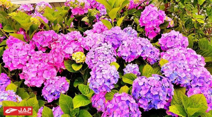 ดอกอาจิไซ (Ajisai) ดอกไม้ชนิดนี้มีหลายสีสวยงาม