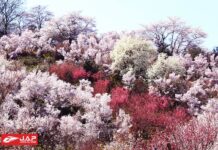 สวนสาธารณะ ฮะนะมิยะมะ (Hanamiyama Park) หรือที่เรียกกันว่าหุบเขาแห่งดอกไม้ เมือง Fukushima ภูมิภาค Tohoku ประเทศญี่ปุ่น