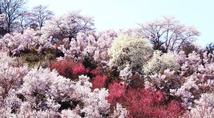 สวนสาธารณะ ฮะนะมิยะมะ (Hanamiyama Park) หรือที่เรียกกันว่าหุบเขาแห่งดอกไม้ เมือง Fukushima ภูมิภาค Tohoku ประเทศญี่ปุ่น