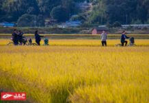 นาข้าวสีทองแห่งนี้ ณ จังหวัดโอคายาม่า (Okayama)