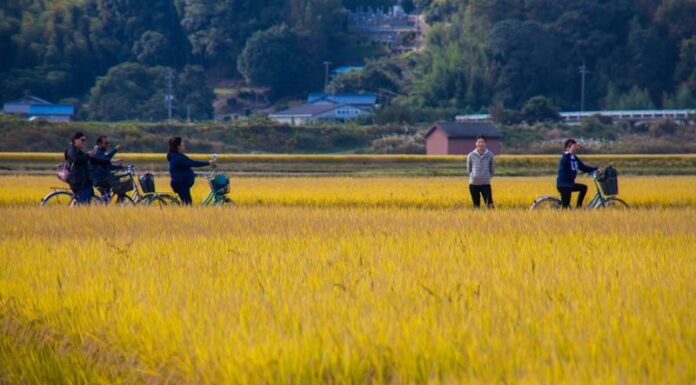 นาข้าวสีทองแห่งนี้ ณ จังหวัดโอคายาม่า (Okayama)