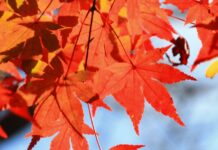 ฤดูใบไม้เปลี่ยนสี (Autumn Season) ฤดูแห่งสีสันธรรมชาติ