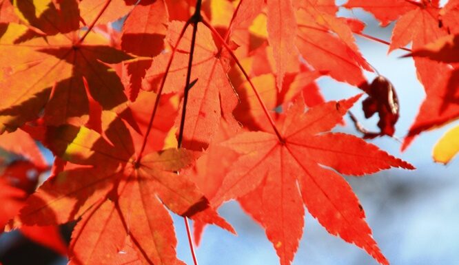 ฤดูใบไม้เปลี่ยนสี (Autumn Season) ฤดูแห่งสีสันธรรมชาติ