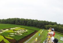กรกฏาน่าเที่ยว ชมศิลปะบนนาข้าว Tanbo Art เมือง Asahikawa, Hokkaido