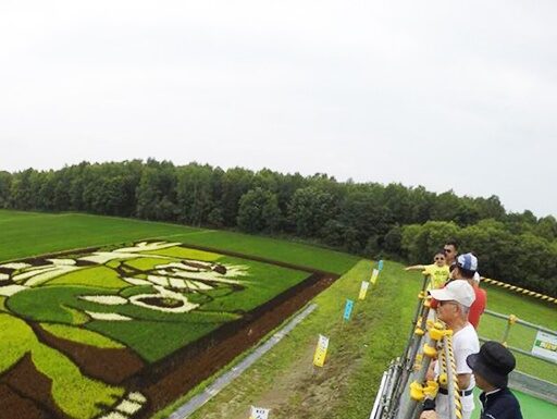 กรกฏาน่าเที่ยว ชมศิลปะบนนาข้าว Tanbo Art เมือง Asahikawa, Hokkaido