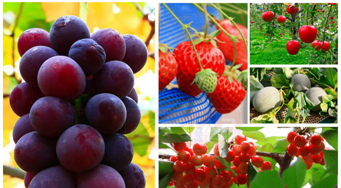 เที่ยวญี่ปุ่น เดินสวนผลไม้ อร่อยได้ทั้งปี