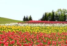 มาเที่ยวฮอกไกโด (Hokkaido) ด้วย JR Hokkaido Pass กันเถอะ