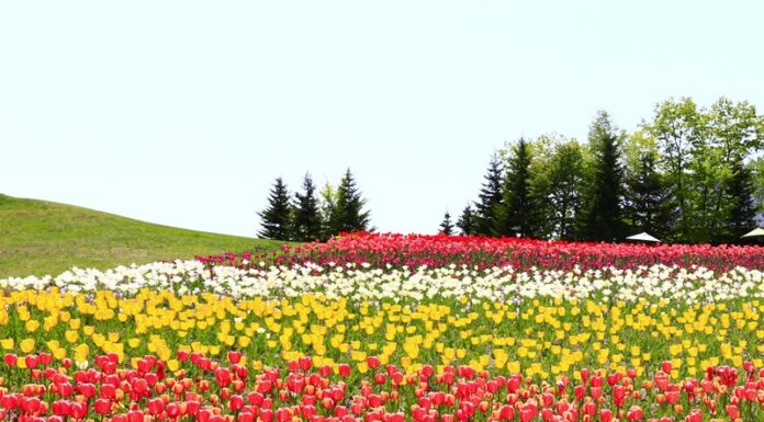 มาเที่ยวฮอกไกโด (Hokkaido) ด้วย JR Hokkaido Pass กันเถอะ