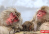 อุทยานลิงจิโกกุดานิ (Jigokudani Monkey Park)