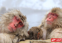 อุทยานลิงจิโกกุดานิ (Jigokudani Monkey Park)