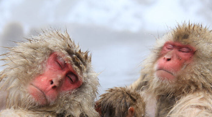 อุทยานลิงจิโกกุดานิ (Jigokudani Monkey Park)
