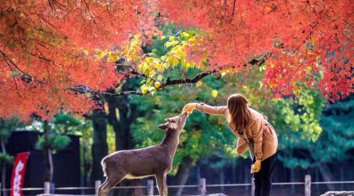 No.1002 Kyoto and Nara One Day Bus Tour