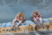 เที่ยว Hakodate หน้าหนาว EP1 : ลิงแช่ออนเซน Snow Monkey