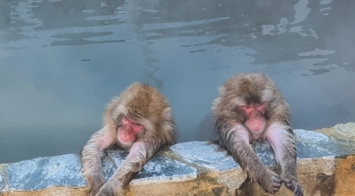 เที่ยว Hakodate หน้าหนาว EP1 : ลิงแช่ออนเซน Snow Monkey