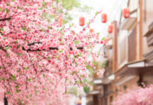 จุดชมซากุระในภูมิภาคคิวชู