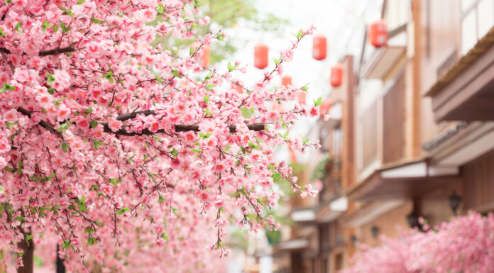 จุดชมซากุระในภูมิภาคคิวชู