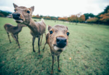 5 ร้านดังในย่าน นารา (Nara)