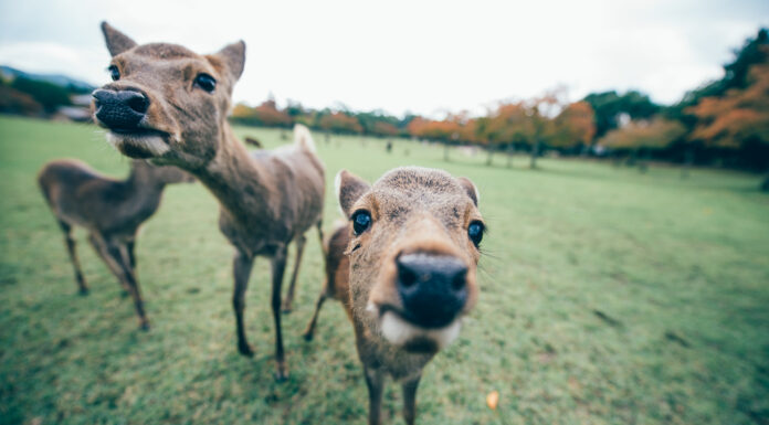 5 ร้านดังในย่าน นารา (Nara)