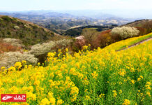 เมืองชิบะ 2 วัน 1 คืน เที่ยวง่ายๆ ใกล้ๆโตเกียว