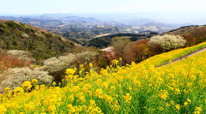 เมืองชิบะ 2 วัน 1 คืน เที่ยวง่ายๆ ใกล้ๆโตเกียว