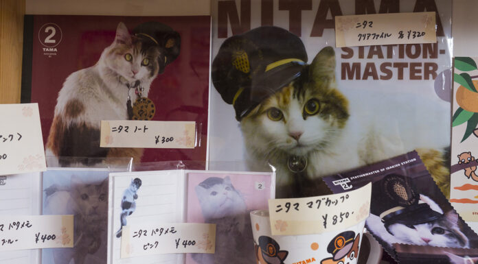 WAKAYAMA : One Day Trip ของเหล่าทาสแมวในญี่ปุ่น