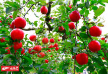 Kimura kankou Fruit Farm – Yamagata เก็บแอปเปิ้ลหวานฉ่ำจากต้น Kimura kankou Fruit Farm