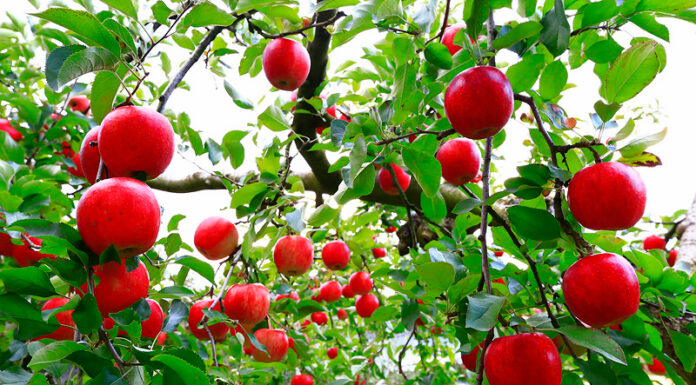 Kimura kankou Fruit Farm – Yamagata เก็บแอปเปิ้ลหวานฉ่ำจากต้น Kimura kankou Fruit Farm