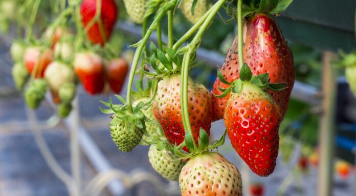 Sakura Farm Wakayama เก็บสตรอว์เบอร์รี่สดจากฟาร์มแบบออแกนิค Sakura Farm Wakayama