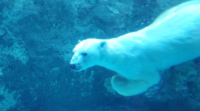 Asahiyama Zoo Hokkaido สวนสัตว์ชื่อดังติดอับดับต้นๆ ของญี่ปุ่น Asahiyama Zoo Hokkaido
