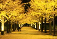 Azuma Sports Park Fukushima จุดชมใบไม้เปลี่ยนสียอดนิยม