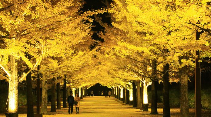 Azuma Sports Park Fukushima จุดชมใบไม้เปลี่ยนสียอดนิยม