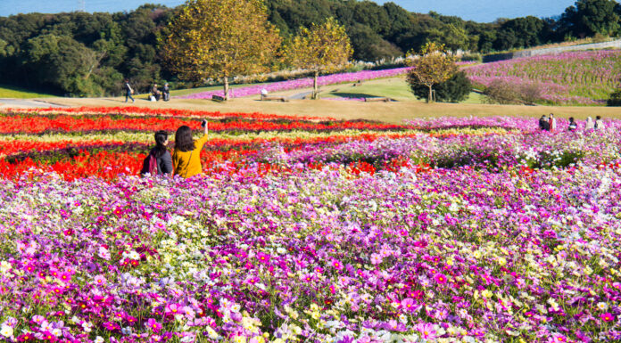 Awaji Hanasajiki จังหวัด Hyogo สวนดอกไม้ที่เบ่งบานตามฤดูกาล Awaji Hanasajiki