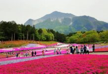 ชิบะซากุระ สวน Hitsujiyama Saitama สัมผัสเสน่ห์ความงามของดอกซากุระ ชิบะซากุระ สวน Hitsujiyama Saitama