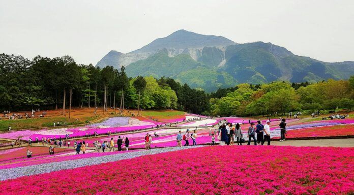 ชิบะซากุระ สวน Hitsujiyama Saitama สัมผัสเสน่ห์ความงามของดอกซากุระ ชิบะซากุระ สวน Hitsujiyama Saitama