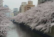 Meguro Sakura Tokyo จุดชมซากุระที่แม่น้ำเมกุโระ Meguro Sakura Tokyo