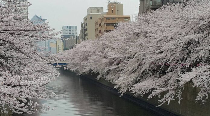 Meguro Sakura Tokyo จุดชมซากุระที่แม่น้ำเมกุโระ Meguro Sakura Tokyo