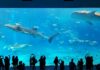 Okinawa Churaumi Aquarium พิพิธภัณฑ์สัตว์น้ำที่ดีที่สุดในประเทศญี่ปุ่น Okinawa Churaumi Aquarium