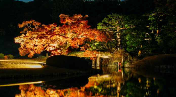 งานประดับไฟในสวนสวย “ริคุงิเอน” ในฤดูใบไม้เปลี่ยนสี