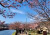 เทศกาลชมซากุระคาวาซุ (Kawazu-Zakura Festival) ครั้งที่ 32