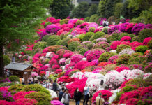 Bunkyo Azalea Festival เทศกาลชมดอกอาซาเลีย