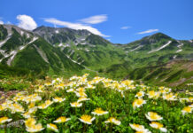 เส้นทางเจแปนแอลป์ ทาเตยามะ-คุโรเบะ (Tateyama Kurobe Alpine Route)