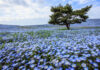 สวนฮิตาชิ ซีไซด์ ปาร์ค (Hitachi Seaside Park)