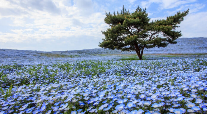 สวนฮิตาชิ ซีไซด์ ปาร์ค (Hitachi Seaside Park)