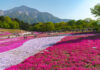 สวนฮิสึจิยะมะ (Hitsujiyama Park) ชมทุ่งพิงค์มอสสุดอลังการ