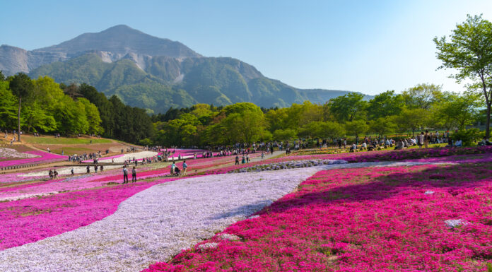 สวนฮิสึจิยะมะ (Hitsujiyama Park) ชมทุ่งพิงค์มอสสุดอลังการ