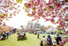 Matsumae Park ชมซากุระในสวนสวย