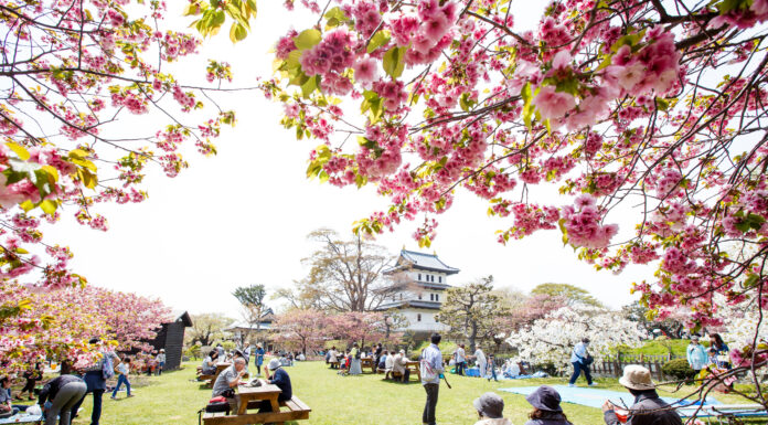 Matsumae Park ชมซากุระในสวนสวย