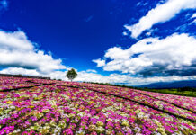 สวนดอกไม้คุจุ (Kuju Hana Park)