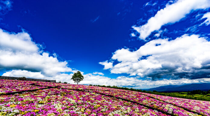 สวนดอกไม้คุจุ (Kuju Hana Park)